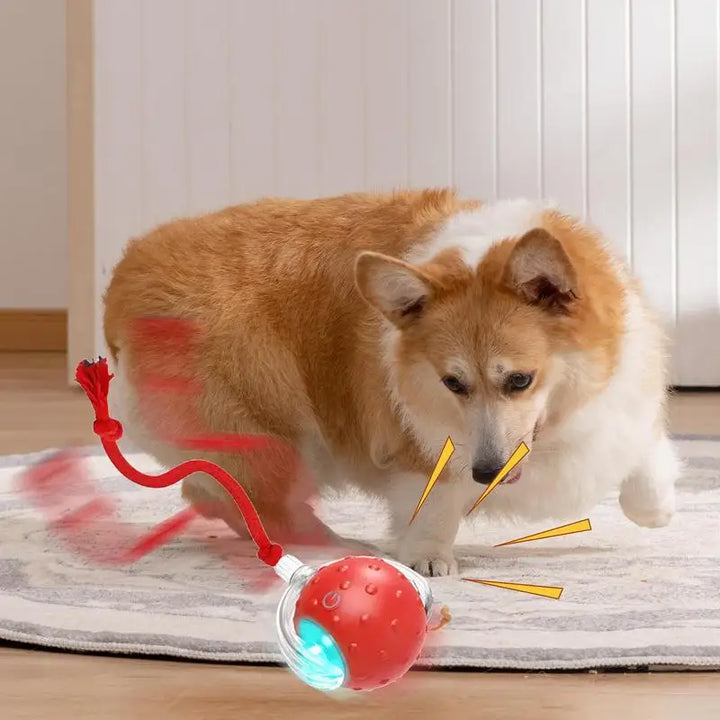 Balle de jouet interactive pour chat chien recharge USB - HautePattes